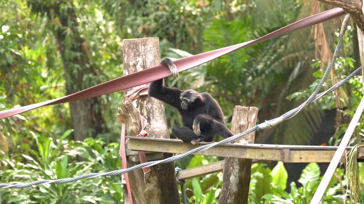 Un gibbone nero siede su una piattaforma di legno, tenendo una cinghia in una foresta lussureggiante.