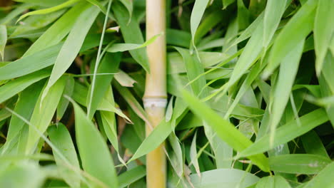 Close-up,-beautiful-green-bamboo-leaves-with-a-stick-in-the-middle