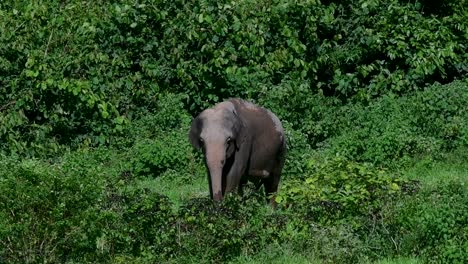 the asiatic elephants are endangered species and they are also residents of thailand
