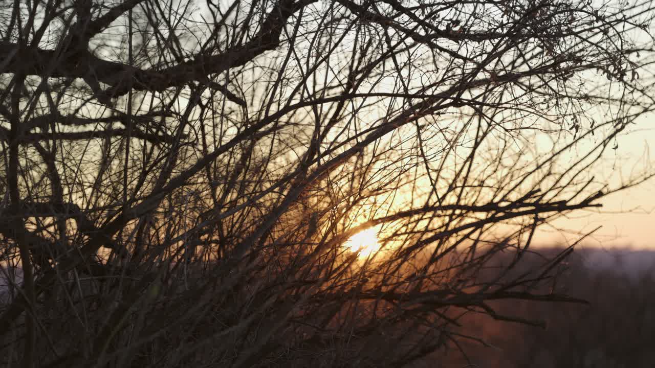 Sunset through the bushes on a cold winter day