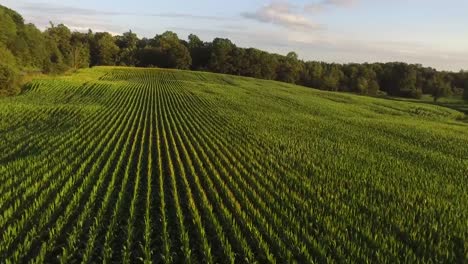 toma aérea sobre campo de maíz