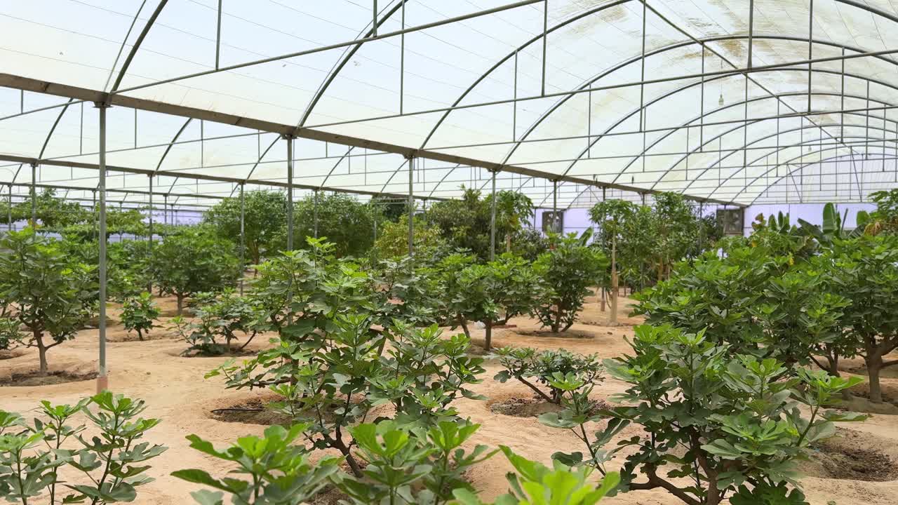 Lush orchard plants growing in a greenhouse, captured in 4K. Ideal for topics on sustainability, farming, agriculture, or environmental content and education.