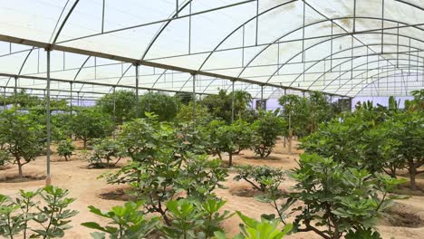 lush orchard plants growing in a greenhouse, captured in 4k. ideal for topics on sustainability, farming, agriculture, or environmental content and education.