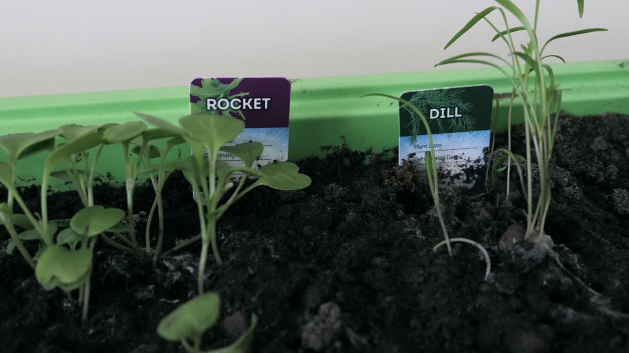 Rocket and dill sprout growing in home garden tray