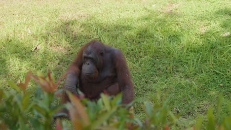 Orang-Utan-Sitzt-Auf-Dem-Gras-Im-Schatten-Eines-Baumes-Im-Zoo-Von-Bali,-Bali,-Indonesien