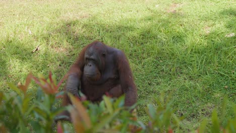 orangután sentado en la hierba bajo la sombra de un árbol en el zoológico de bali, bali, indonesia