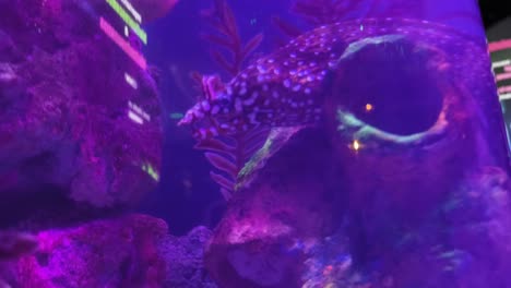 purple aquarium fish