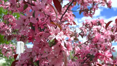 focus on delicate pink blossoms of an ornamental apple tree gently swaying in the breeze during a sunny spring day. blurred flower covered branches in the background against blue sky and white clouds