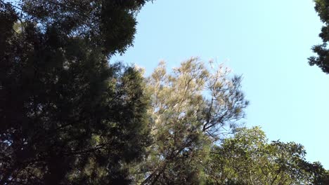 Lush-Tree-Foliage-On-Forest-Park-At-Summer-Near-Paddington,-New-South-Wales,-Australia