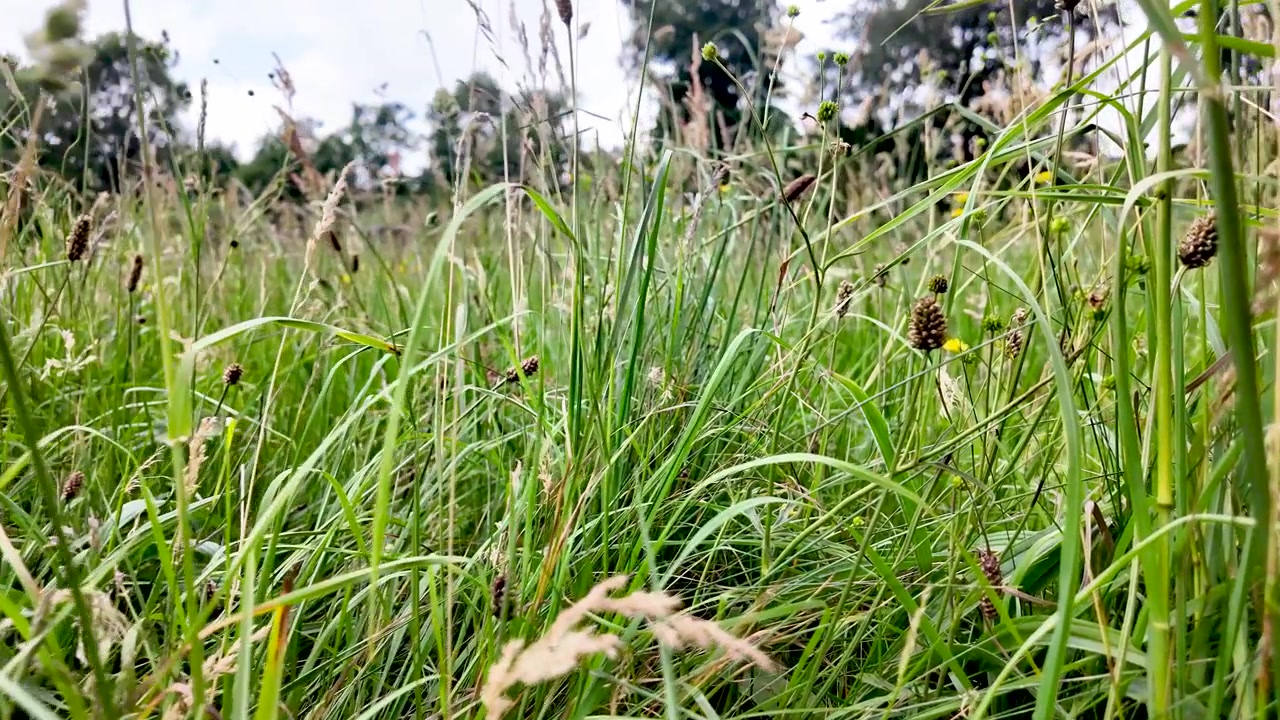 L'erba verde lussureggiante del prato ondeggia dolcemente, creando una scena naturale calma e pacifica sotto un cielo coperto.