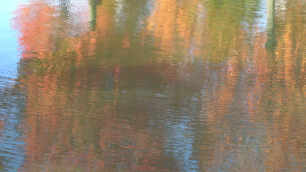 The water is moving and you can see the colors of the autumn leaves in reflexion