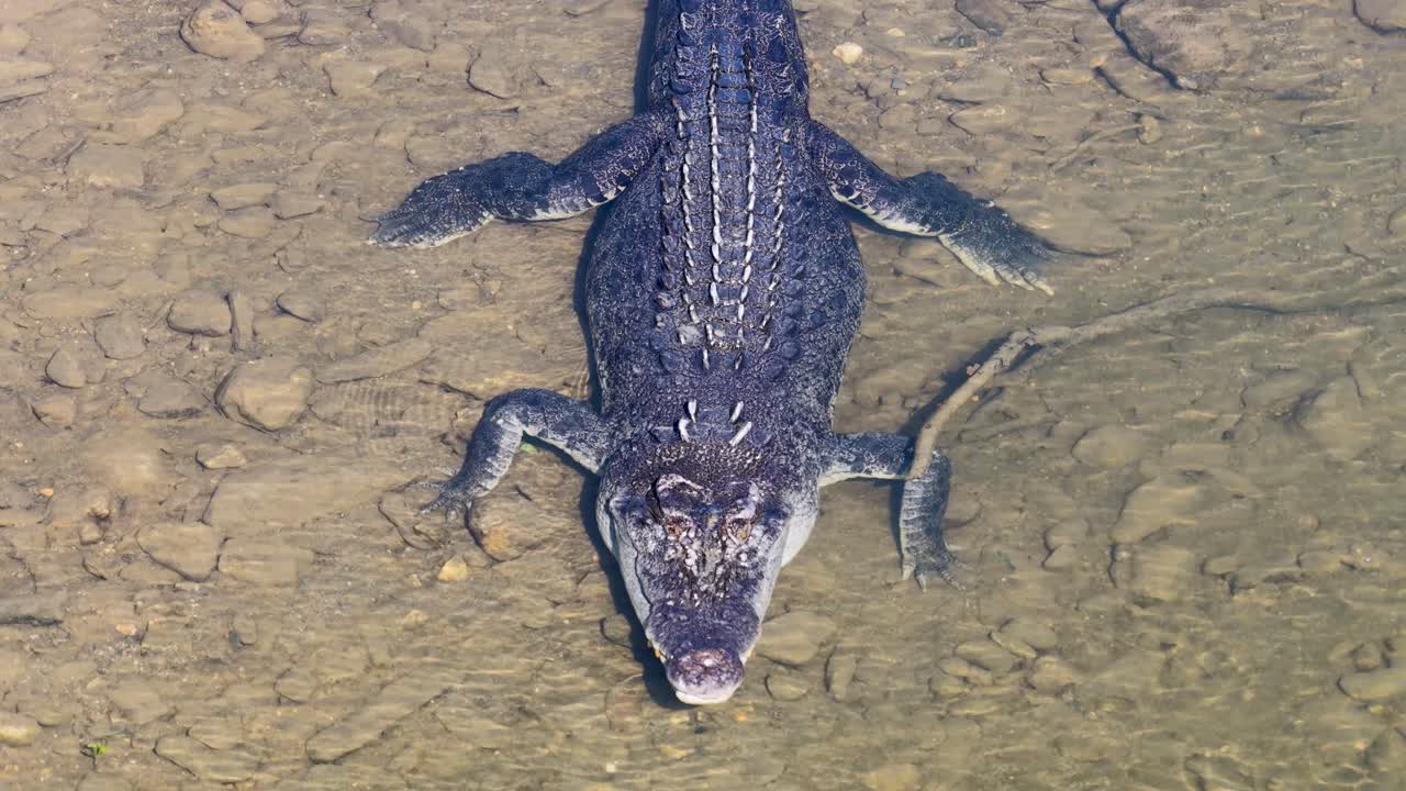 Drone footage captures a saltwater crocodile swimming in clear waters, highlighting its textured scales and powerful presence