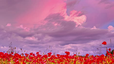 colorida puesta de sol sobre un campo de flores de amapola rojas - lapso de tiempo de ángulo bajo