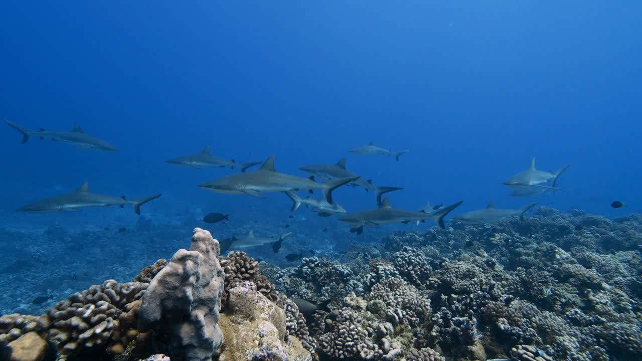 Big school of grey reef sharks patrolling a tropical coral reef in clear water, in the atoll of Fakarava in the south pacific ocean around the islands of Tahiti-3