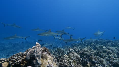 Big-school-of-grey-reef-sharks-patrolling-a-tropical-coral-reef-in-clear-water,-in-the-atoll-of-Fakarava-in-the-south-pacific-ocean-around-the-islands-of-Tahiti-3