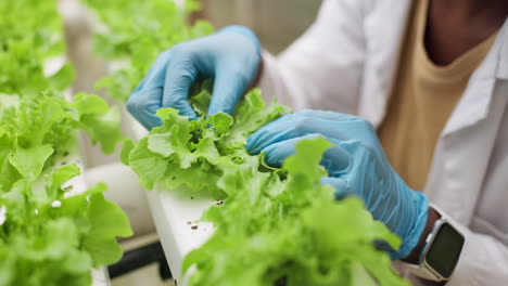 hands, farmer and lettuce in greenhouse