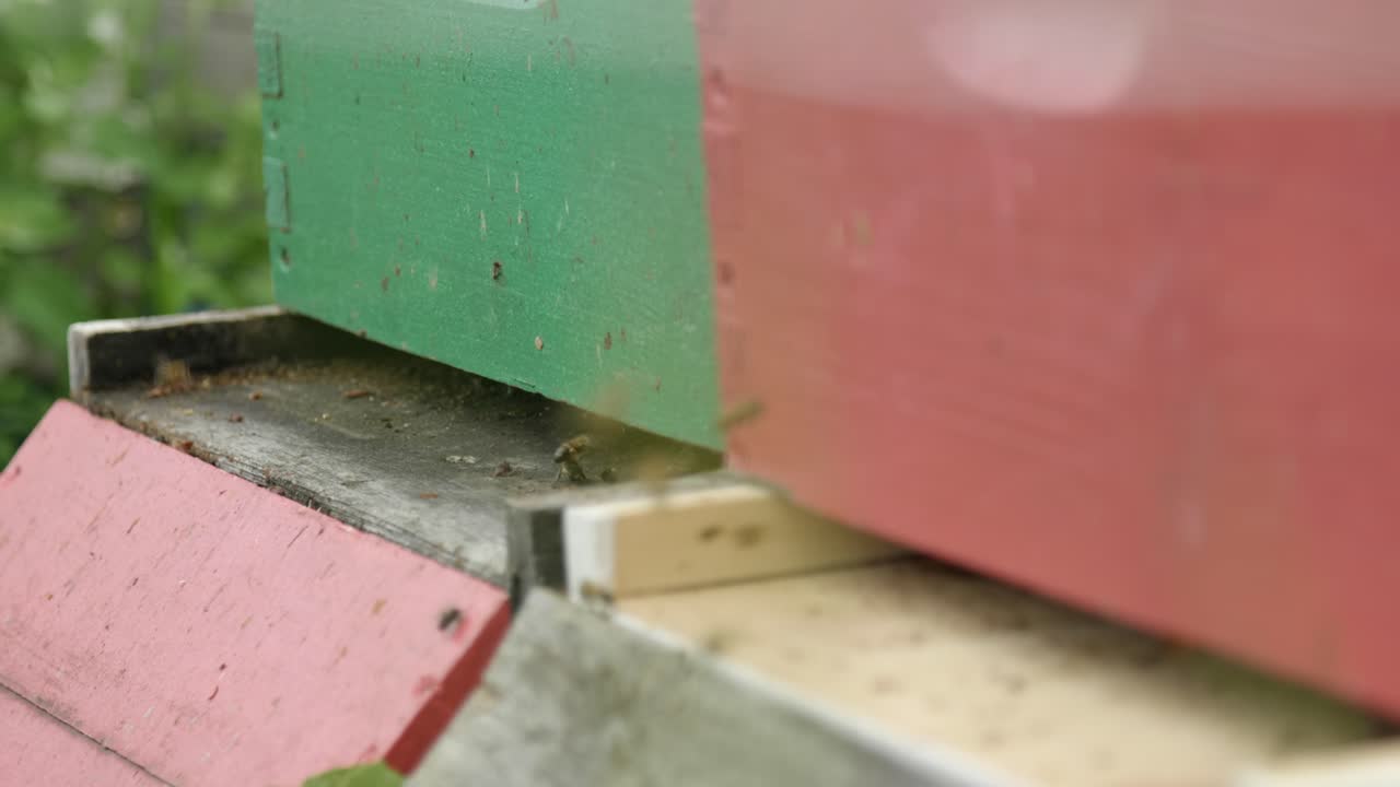 Slow motion of many bees flying around a man made red and green beehive