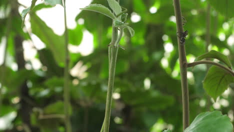 cerca de las ramas de los árboles en los trópicos