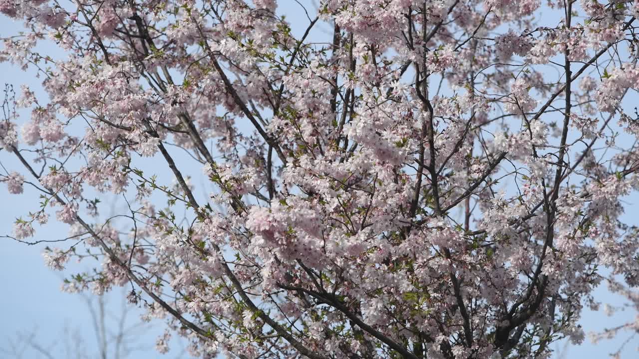 봄에 꽃이 피는 체리