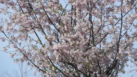 las flores de cerezo en primavera