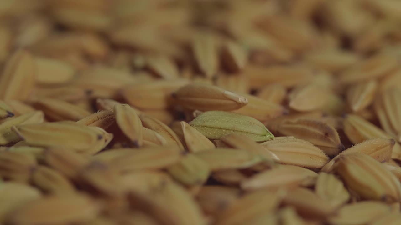 Asian Paddy Seeds Rice Rotating And Close Up  In Slow Motion