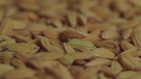 asian paddy seeds rice rotating and close up  in slow motion