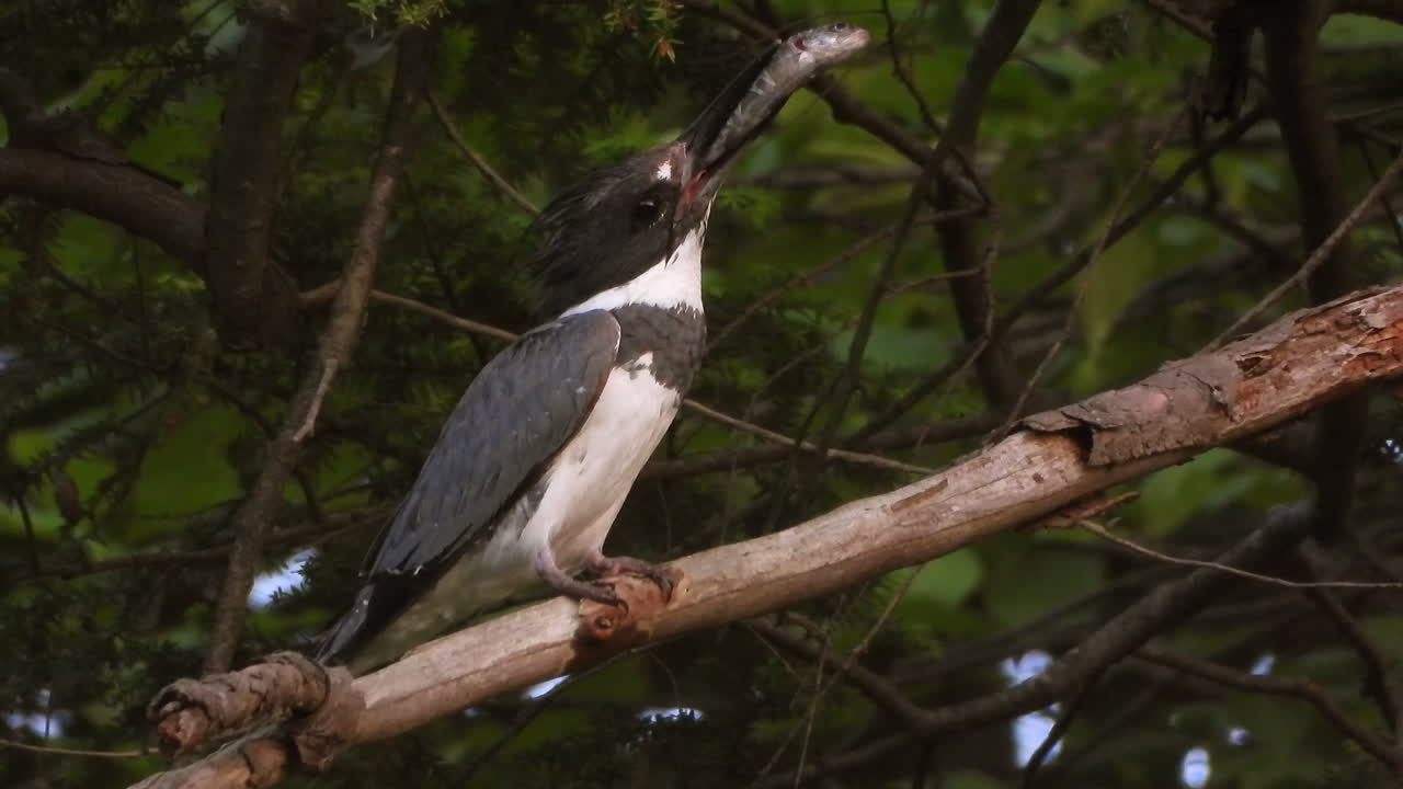 hermoso martín pescador con cinturón blanco y negro encaramado en la rama de un árbol sosteniendo peces en su pico