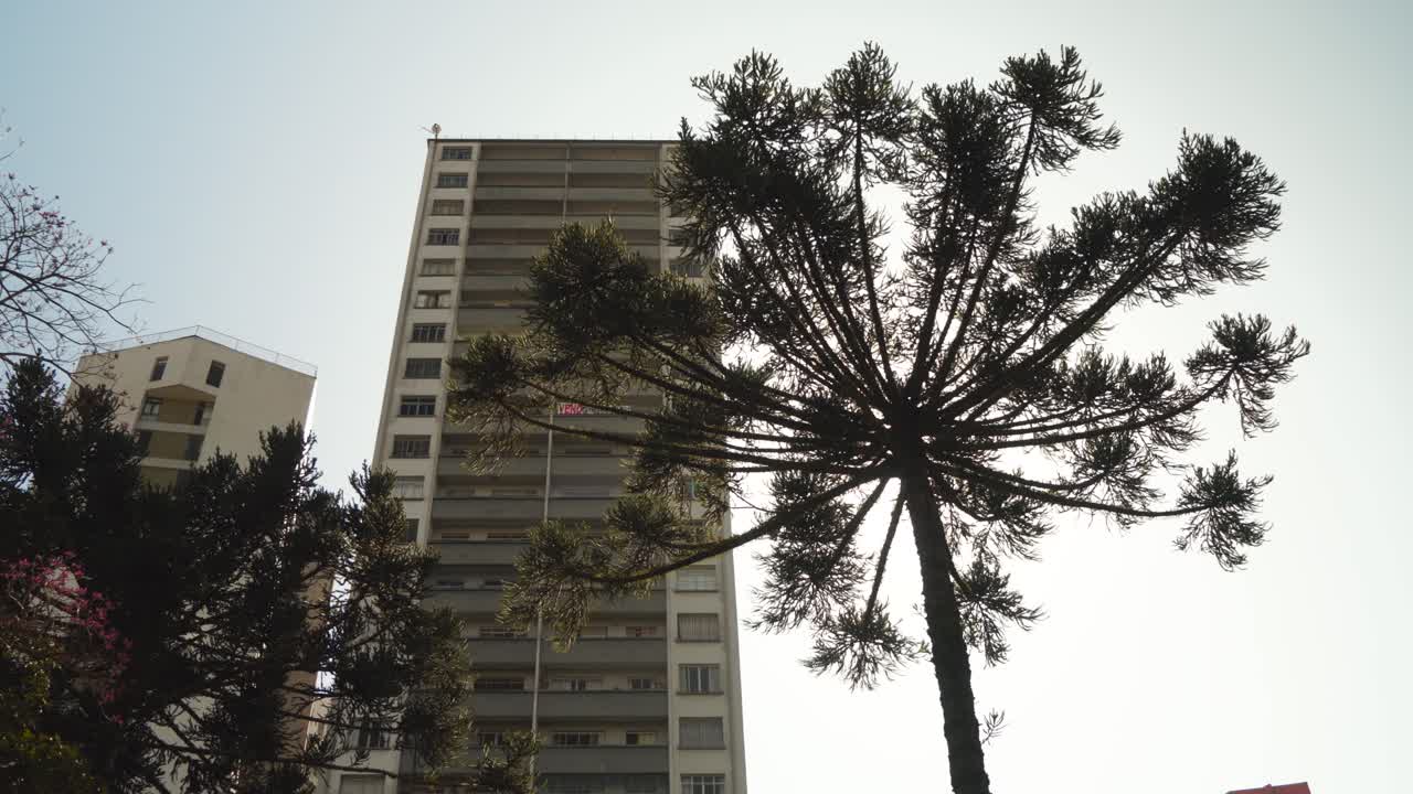 hermoso árbol de araucaria en el centro de la ciudad de curitiba brasil