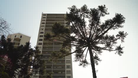 Hermoso-árbol-De-Araucaria-En-El-Centro-De-La-Ciudad-De-Curitiba-Brasil