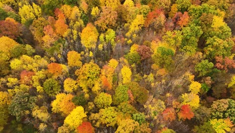 a tilting down motion as we see the lush tree tops of various colors