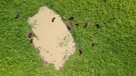 aerial topdown of bison herd at watering hole, battelle darby metro park, ohio