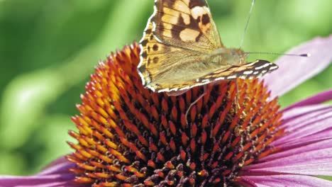 Extreme-close-up-macro-shot-of-orange-Small-tortoiseshell-butterfly-struggling-with-the-wind-and-collecting-nectar-from-purple-coneflower-on-green-background