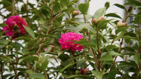a vibrant camellia in full bloom with soft petals and rich details. captured in 4k slow motion, this shot showcases the elegance of nature and botanical beauty.