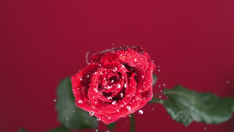 Red rose with dew drops shaking