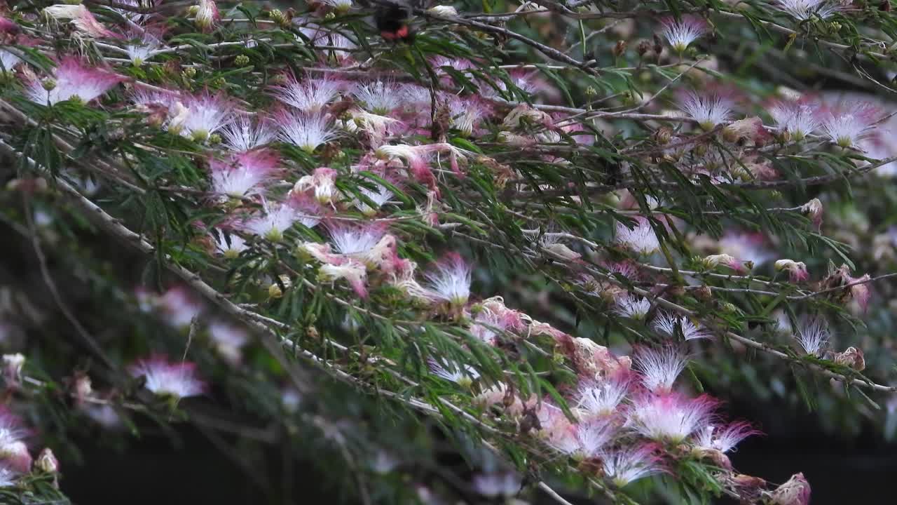 Delicate pink and white flowers bloom as a butterfly flutters in spring in Toronto