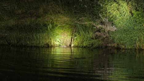 Castor-Europeo-Tira-De-Troncos-De-Madera-En-El-Parque-Nacional-Del-Río-Biebrza,-Polonia-Por-La-Noche