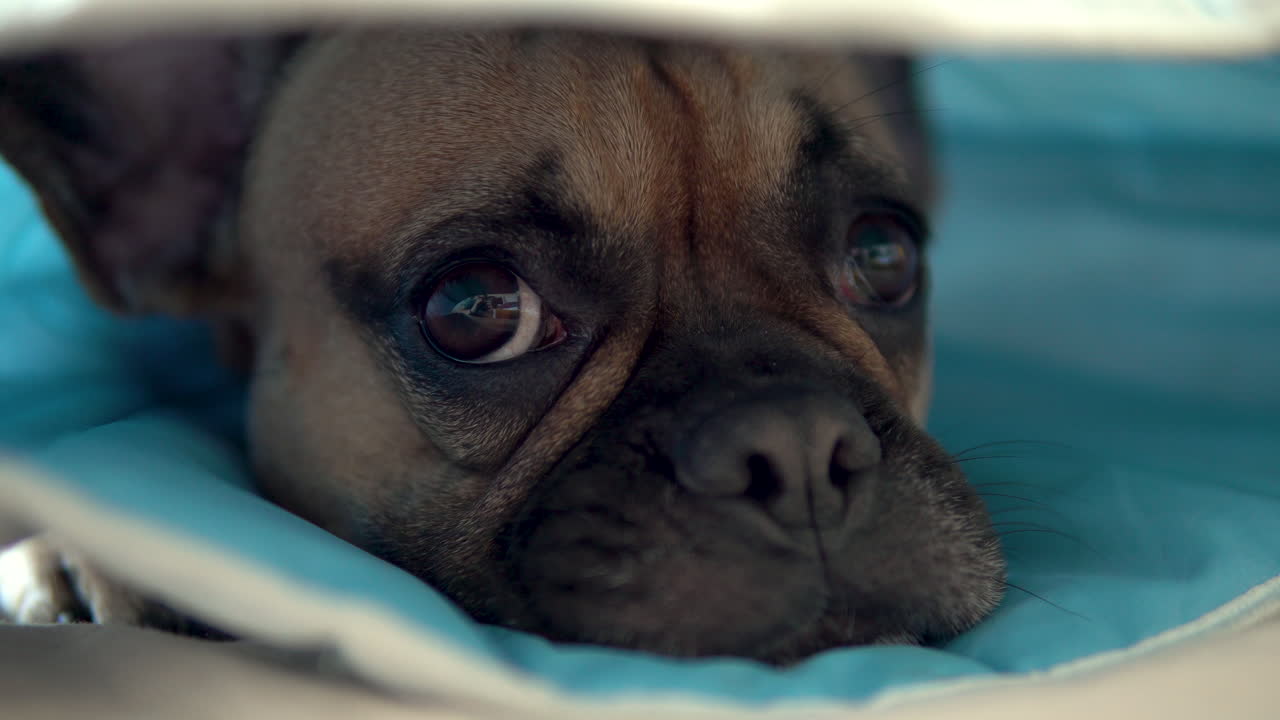 Um bulldog fofo e sonolento deitado em um cobertor macio, com um brilho triste nos olhos.