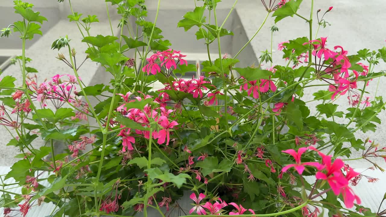 Pelargonium flowers by the window