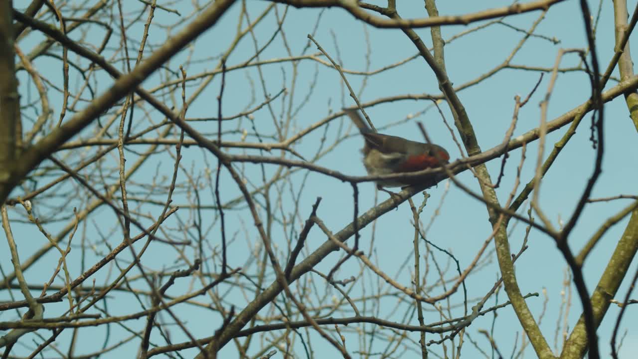 un petirrojo en una rama