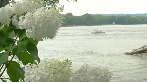 closeup of white hydrangea flowers swaying in the breeze with a passing motorboat moving upstream in the blurred background