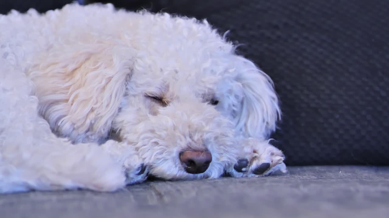 Adorable White Poodle Puppy Relaxing on a Couch