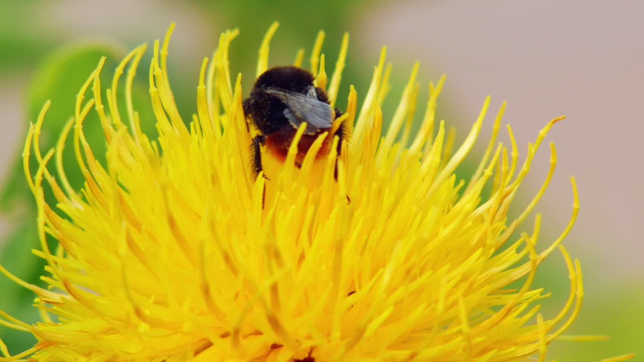 un primer plano macro de un abejorro en una flor amarilla en busca de comida