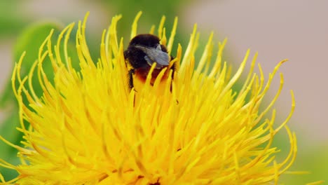 Eine-Makro-Nahaufnahme-Einer-Hummel-Auf-Einer-Gelben-Blume,-Die-Nach-Nahrung-Sucht