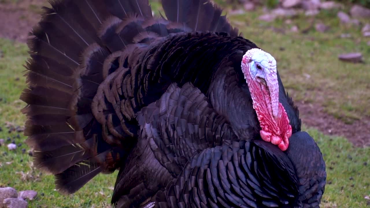 pavo negro en peru.mp4