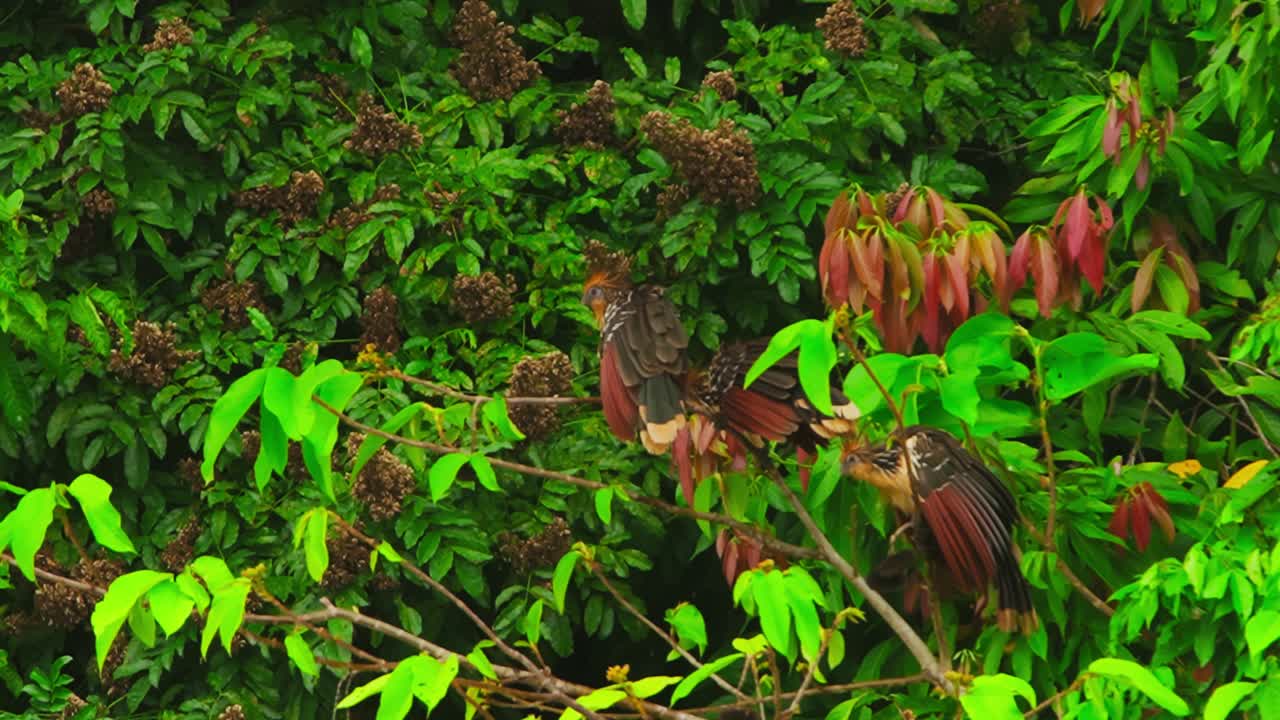 Flock of hoatzin or Shansho birds perched on a tree branch in Tambopata, Peru, one flies away in slow motion