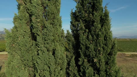 a beautiful drone shot, a tree in the foreground, beautiful nature