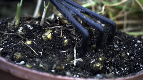 Primer-Plano-Del-Uso-De-Una-Herramienta-De-Jardín-Para-Limpiar-La-Suciedad-De-Una-Olla-De-Cosecha-De-Jengibre-Un-Festín-Visual-De-La-Cosecha-De-Jengibre-Jardinería-Doméstica