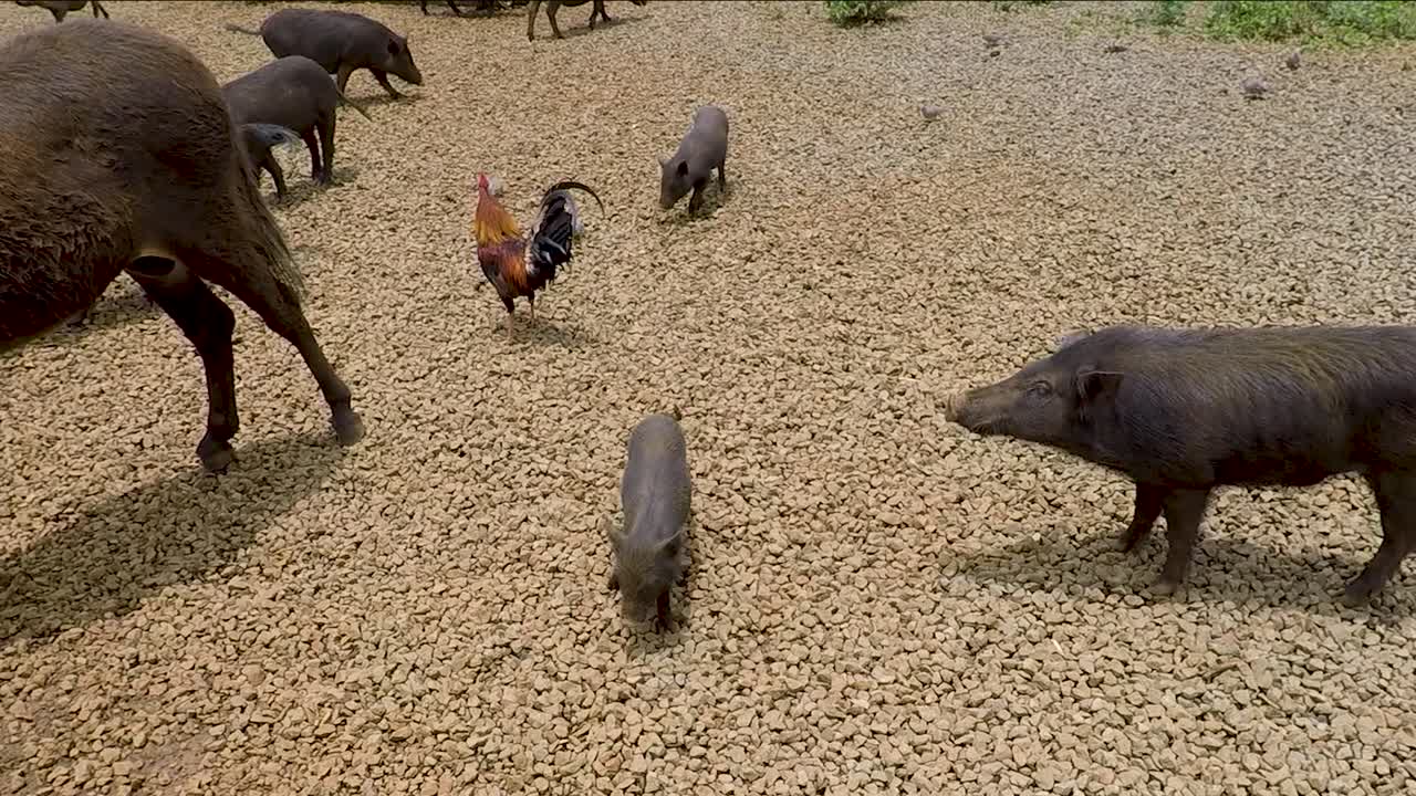 하와이 카우아이 카일로하나 플랜테이션 농장