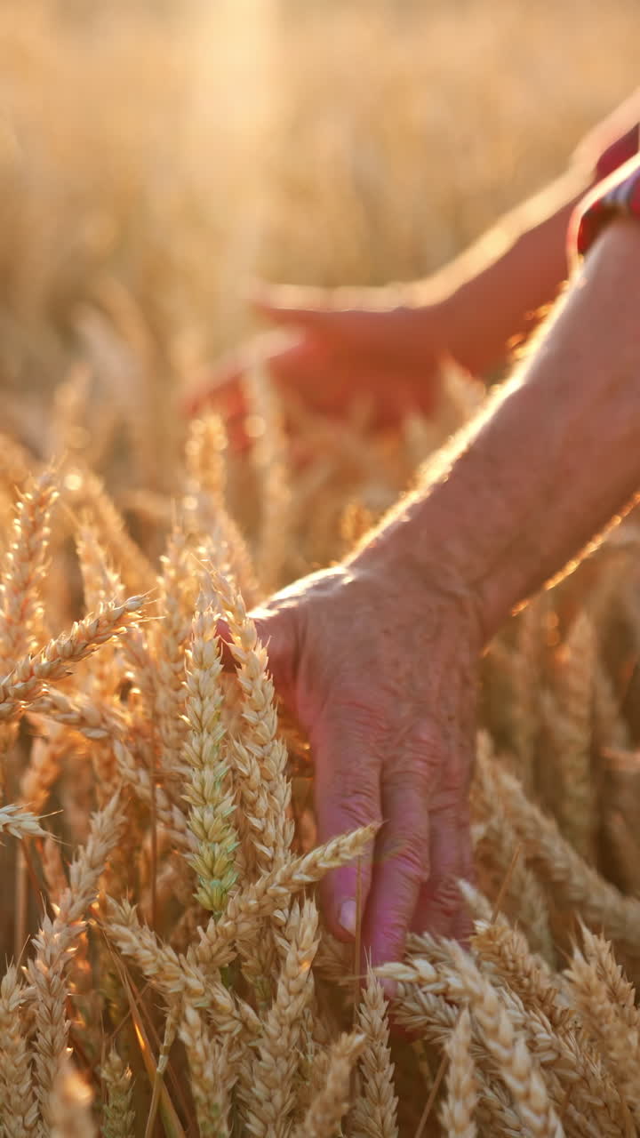 Unrecognized man in checkered shirt stands in the wheat field up to his waist. Farmer caressing ripe ears of corn at sunset. Vertical video