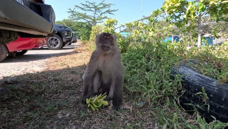 a monkey sits calmly eating bananas by cars